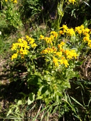 Senecio triangularis
