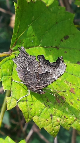Gray Comma