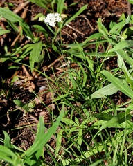 Perideridia parishii