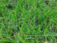 Erica carnea