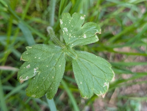Image of Ranunculus uncinatus by (c) Jan Smith, some rights reserved (CC BY)
