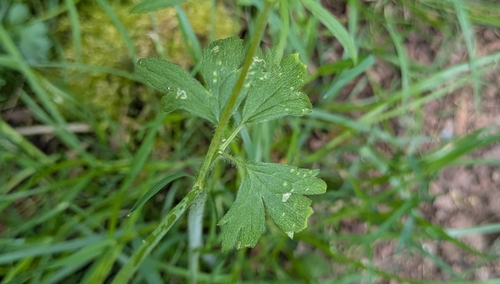 Image of Ranunculus uncinatus by (c) Jan Smith, some rights reserved (CC BY)
