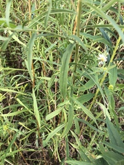 Euthamia graminifolia