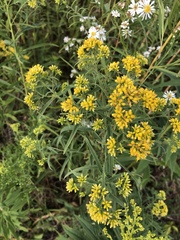 Euthamia graminifolia