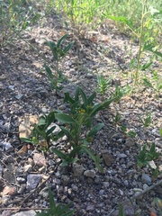 Melampodium strigosum