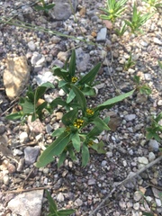 Melampodium strigosum