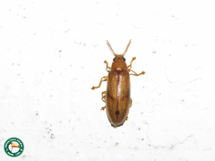 Eurypus
