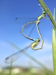 Ischnura asiatica