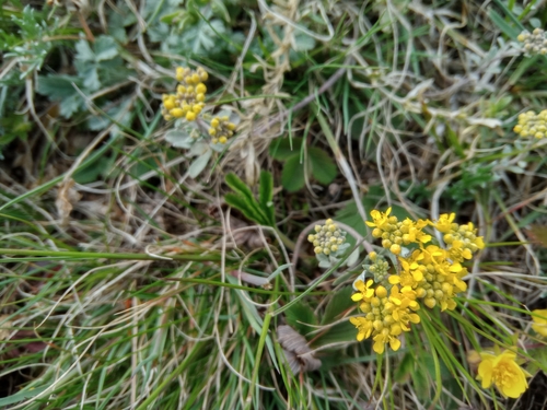 Image of Odontarrhena obovata by (c) Полина Полежанкина, some rights reserved (CC BY)