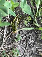 Melanoplus bivittatus