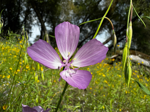 Dudley's clarkia (Clarkia dudleyana)