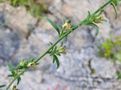 Chaenorhinum minus