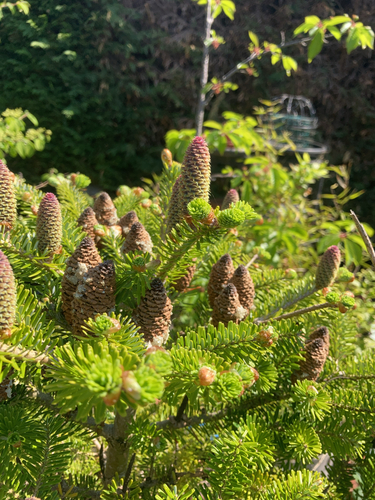 Korean fir (Abies koreana)