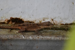 Anolis anisolepis