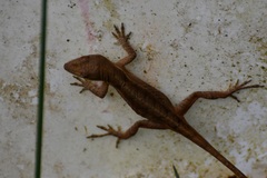 Anolis anisolepis