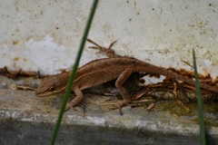Anolis anisolepis