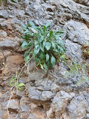 Centaurea derventana