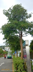 Alstonia