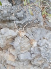 Centaurea derventana