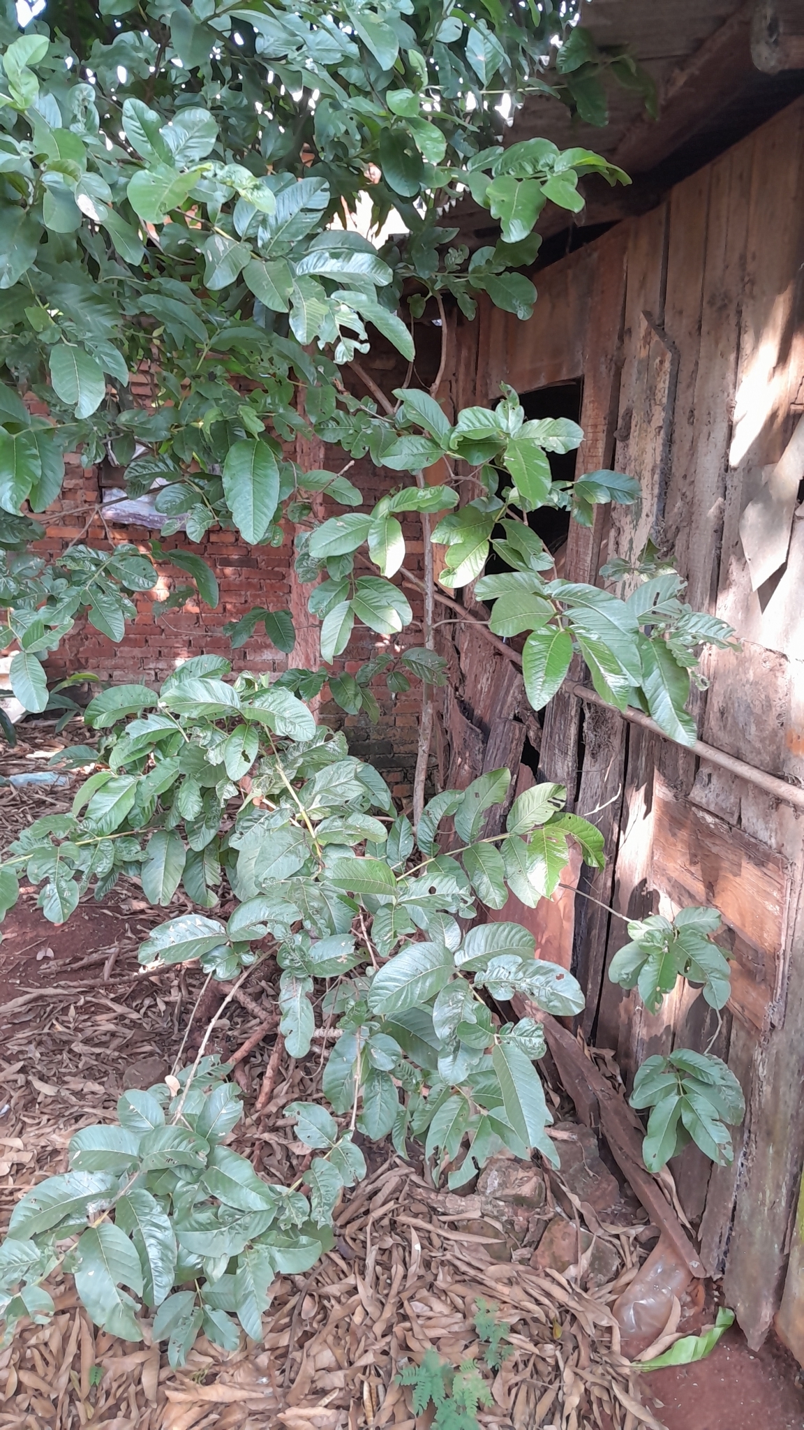 Psidium guajava