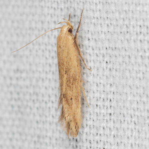 Angoumois Grain Moth photo 5