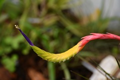 Tillandsia tricolor