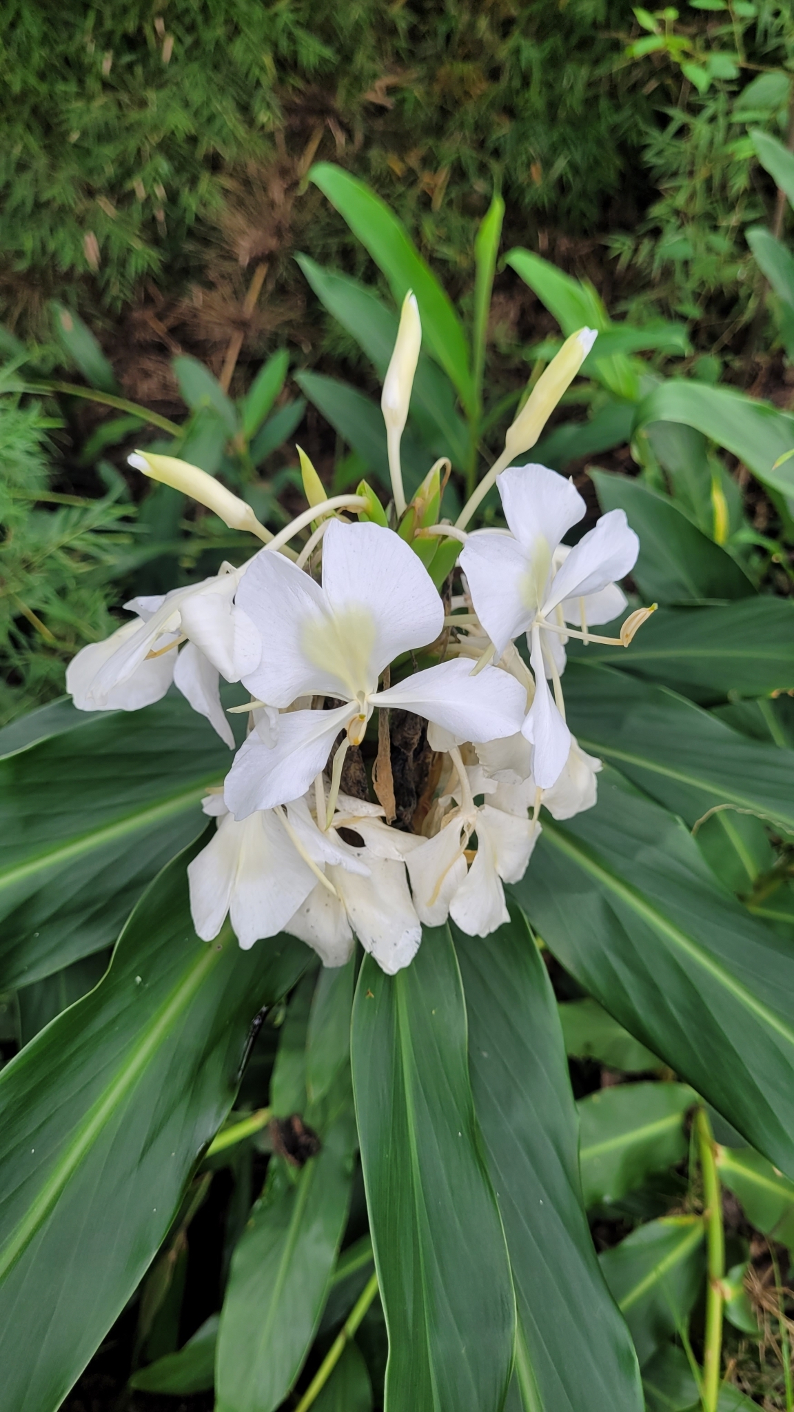 Hedychium coronarium