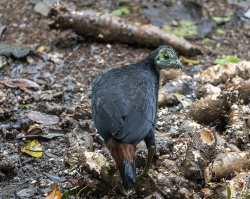 Aepypodius arfakianus, 2024-07-14