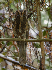 Feline Owlet-Nightjar photo 3