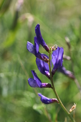Vicia onobrychioides