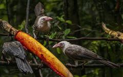 Grey Crow photo 1