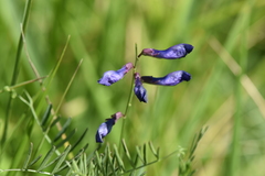 Vicia onobrychioides
