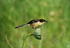Donacobius atricapilla