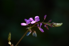 Desmodium pringlei