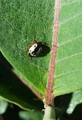 Calligrapha confluens