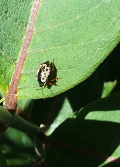 Calligrapha confluens