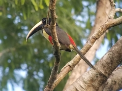 Pteroglossus aracari