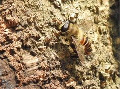 Mallota curvigaster