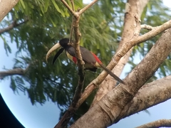 Pteroglossus aracari