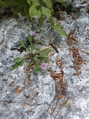 Centaurea derventana