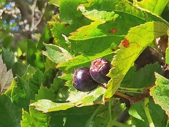 Crataegus chlorosarca