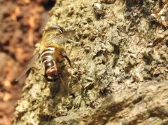 Mallota curvigaster