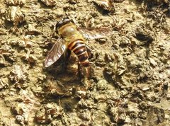 Mallota curvigaster