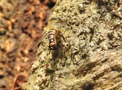 Mallota curvigaster