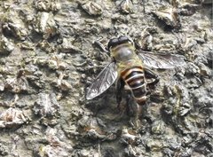 Mallota curvigaster