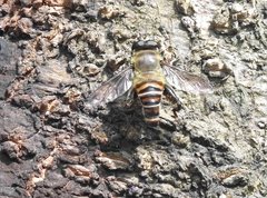 Mallota curvigaster