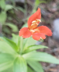 Erythranthe verbenacea