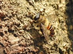 Mallota curvigaster