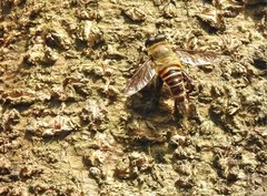 Mallota curvigaster