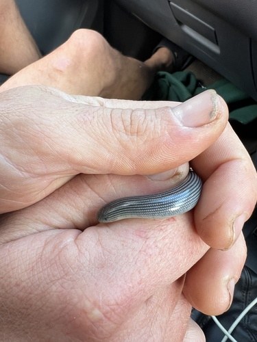 Zambezi Blind Snake